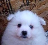 Hah�! Mindenki figyeljen!